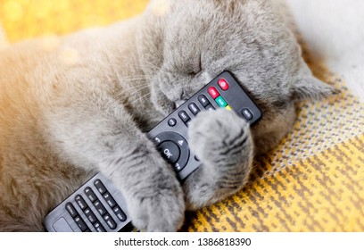 remote control cat