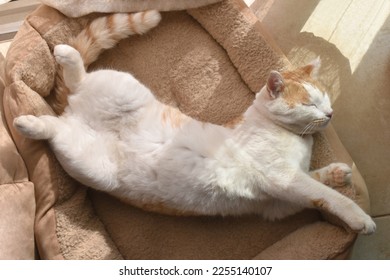 Cat sleeping upside down in cat bed at home. Happy pet resting in a house. Ginger and white cat laying in bed.