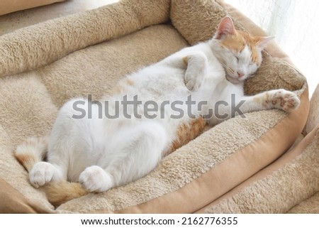Cat sleeping upside down in cat bed at home. Happy pet resting in a house. Ginger and white cat laying in bed.