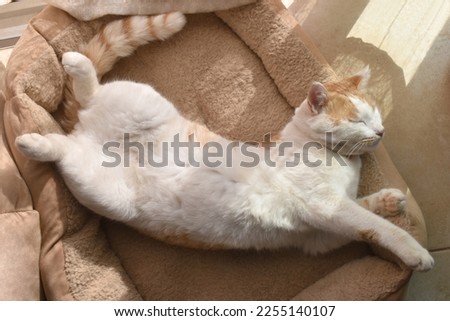 Cat sleeping upside down in cat bed at home. Happy pet resting in a house. Ginger and white cat laying in bed.
