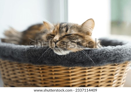 The cat sleeps in a basket. Close-up of a cat's head