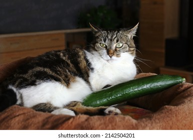 A Cat Sleeps With A Cucumber. Are Cats Afraid Of Cucumbers Or Do They Like Them