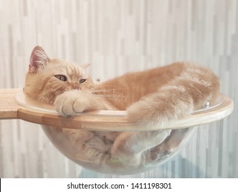 Cat sleeps in a glass bowl - Powered by Shutterstock