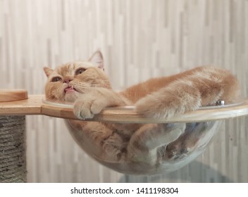 Cat sleeps in a glass bowl - Powered by Shutterstock