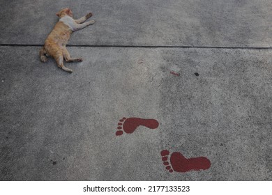 A Cat Sleeps At Lapangan Banteng, Jakarta On October 24, 2021.