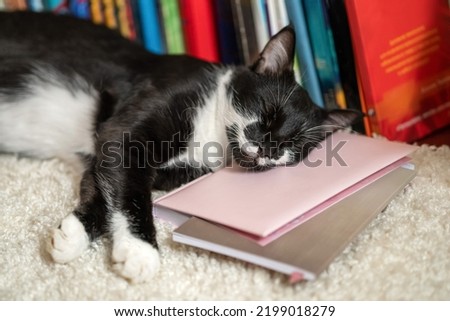 the cat sleeps on books. wise cat and books. cute cat is napping