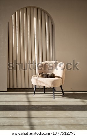 A cat sleeps on a chair in modern style room. Shadow and light.