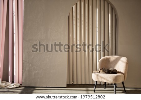 A cat sleeps on a chair in modern style room. Shadow and light. Copy space