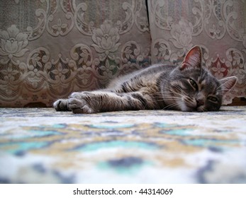 The cat sleeps on a floor in a room