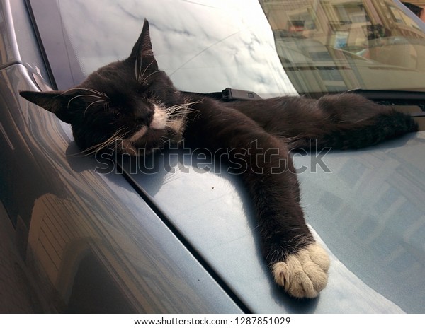\
The cat sleeps on the\
hood of the car