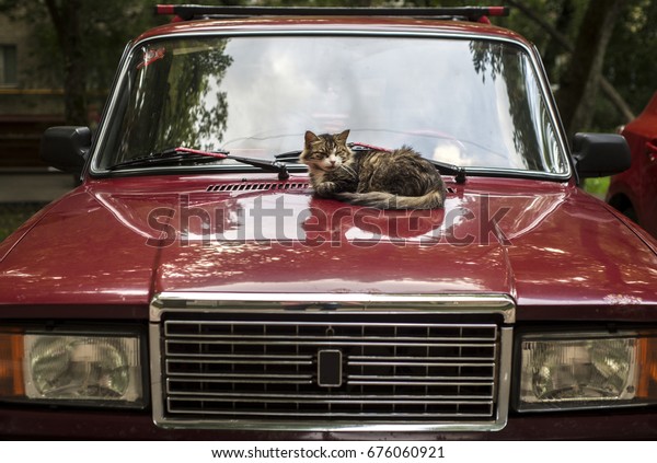 Cat sleeps on the hood of\
the car