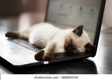 Cat sleeps on keyboard pc computer. Shallow DOF
