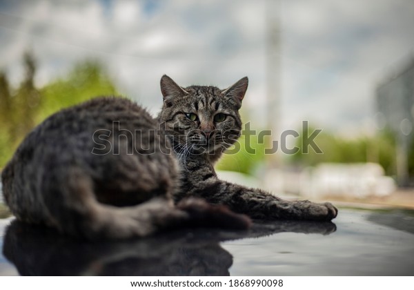 The cat sleeps on the roof of the car. The cat lies
in the car and warms up. An animal without a home. The pet is
walking in the yard.