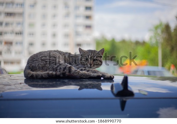 The cat sleeps on the roof of the car. The cat lies\
in the car and warms up. An animal without a home. The pet is\
walking in the yard.