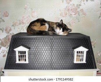 The Cat Sleeps On The Roof Of A Large Dollhouse.