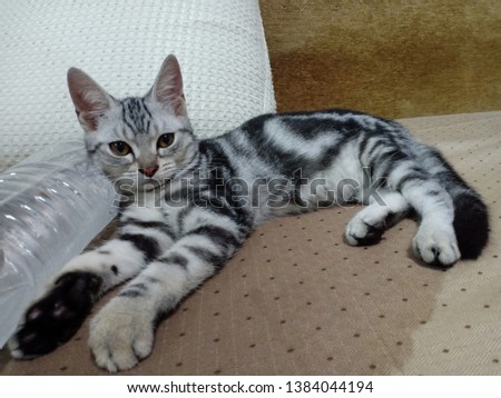 The cat sleeps on the sofa,leaning against a water bottle to cool off on a hot day.