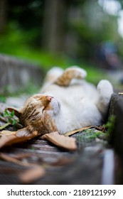 Cat Sleeps On The Water Ditch