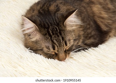 The Cat Sleeps On A White Faux Fur Blanket.