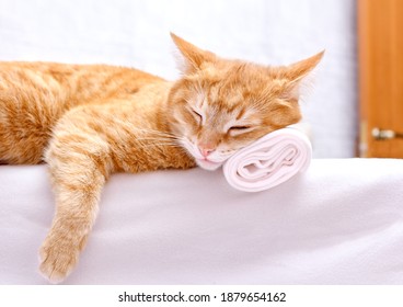 The Cat Sleeps, Resting Its Head On A Towel Against The Background Of A Loft-style Wall, Relaxing