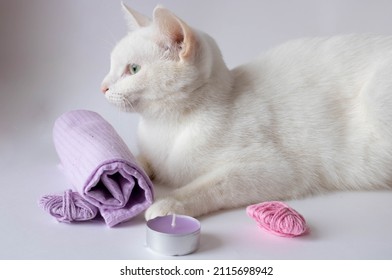 The Cat Sleeps, Resting Its Head On A Towel Against The Background Of A Loft-style Wall, Relaxing.