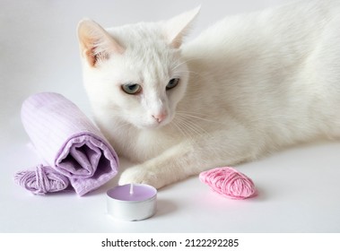 The Cat Sleeps, Resting Its Head On A Towel Against The Background Of A Loft-style Wall, Relaxing.