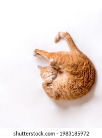 The cat sleeps in an uncomfortable position. A funny cat lies on a white blanket. A cat pressed its paws to its muzzle.Copy space for text, light background. Horizontal photo