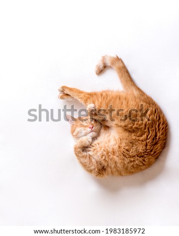 The cat sleeps in an uncomfortable position. A funny cat lies on a white blanket. A cat pressed its paws to its muzzle.Copy space for text, light background. Horizontal photo