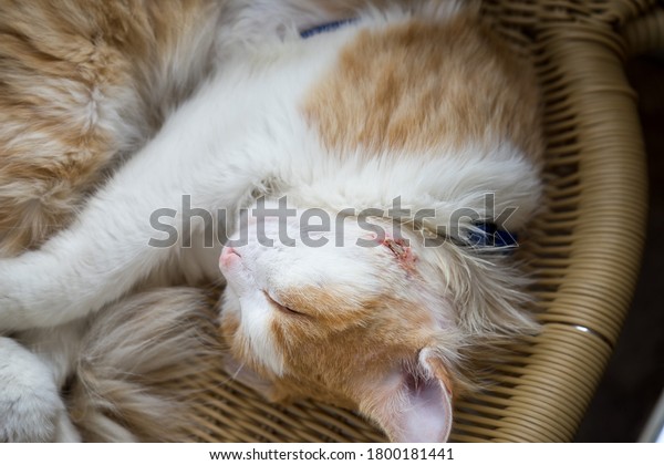 Le Chat Dort Avec Un Abces Photo De Stock Modifiable