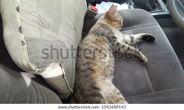 Cat slept in the\
car.