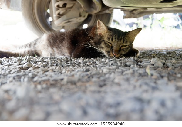 The cat slept\
under the car in the open\
air.