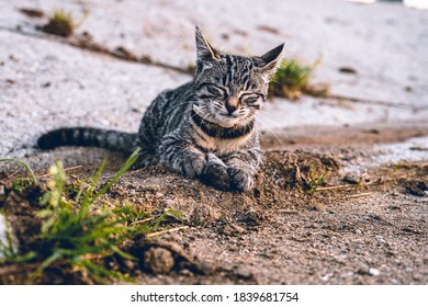 Cat with a small mouse