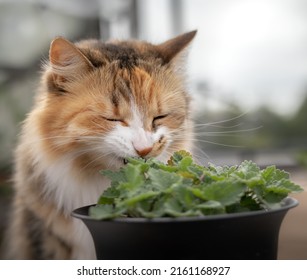Cat smelling a catmint plant, outside on the patio. Fluffy calico cat is sitting behind a potted cat mint plant seedling with eyes closed. Known as catswort, cat nip Nepeta cataria. Selective focus.