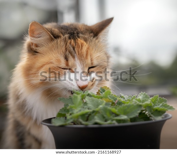 Cat smelling a catmint plant, outside on the\
patio. Fluffy calico cat is sitting behind a potted cat mint plant\
seedling with eyes closed. Known as catswort, cat nip Nepeta\
cataria. Selective focus.