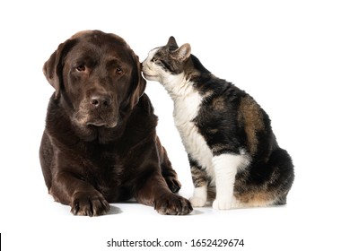 Cat Smelling Dark Brown Labrador Dog, Against White Background.