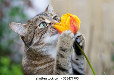 Cat Smelling Tulip