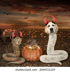 A Cat Snake And A Dog Snake In Red Devil Horns Are Near A Pumpkin In The Field For Halloween.