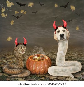 A Cat Snake And A Dog Snake In Red Devil Horns Are Near A Pumpkin In The Wood For Halloween.