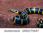 Cat snake on the ground ready to attack
