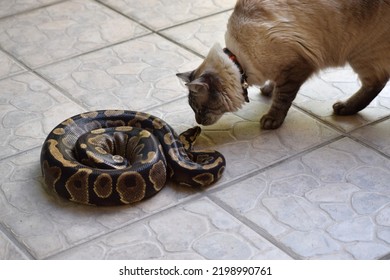 Cat And Snake Sniffing Each Other. Ball Python And Siamese Cat Being Unlikely Friends. Bold Kitten Near A Dangerous Reptile