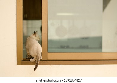 Cat Sneaking Into Kitchen And Looking For Some Food