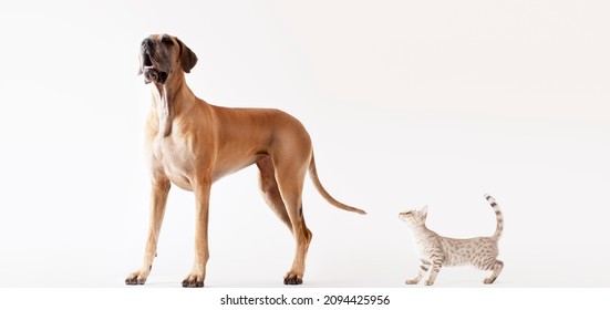 Cat sneaking up on howling dog - Shutterstock ID 2094425956