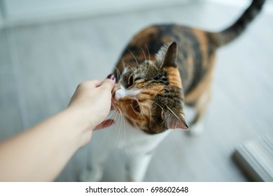 Cat Sniffing