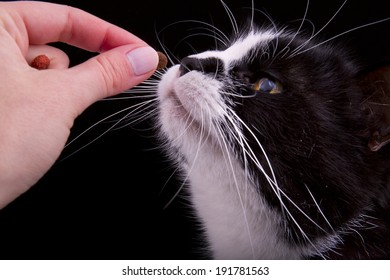 Cat Sniffing Dry Food 