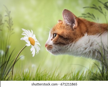 Cat sniffing the flower is a Daisy. Beautiful natural background