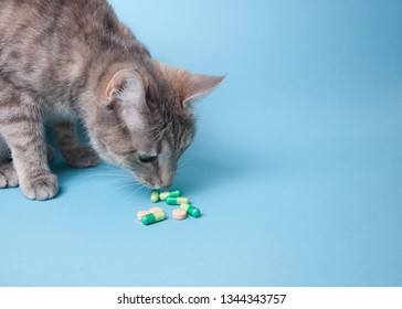 Cat Sniffing Pills