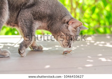 The cat sniffs the creeping May bug.  