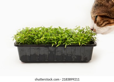 A Cat Sniffs Green Leaves Coriander Isolated White Background Closeup
