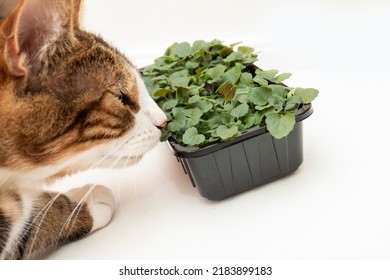 A Cat Sniffs Green Leaves Isolated White Background Closeup