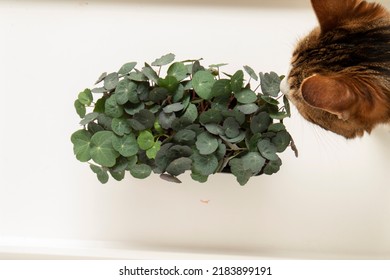 A Cat Sniffs Green Leaves Of Nasturtium Isolated White Background Top View Closeup