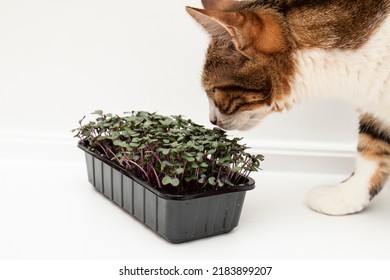 A Cat Sniffs Green Leaves Radish Box Isolated White Background Closeup